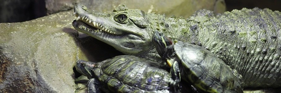 Экскурсия «Рождённые ползать»
