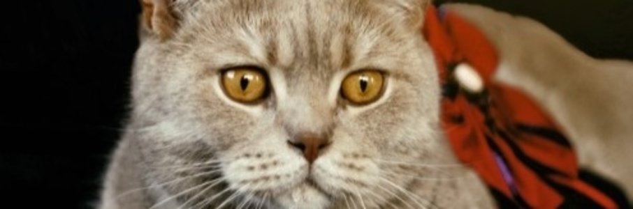 Выставка кошек