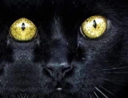 «Легенды прусского кота» в Светлогорске