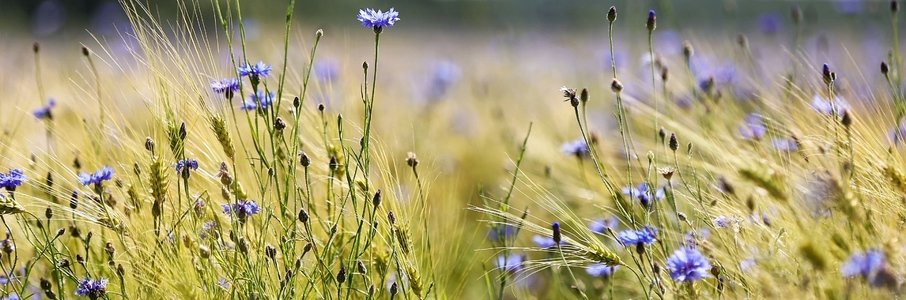 «Васильковое лето королевы Луизы»