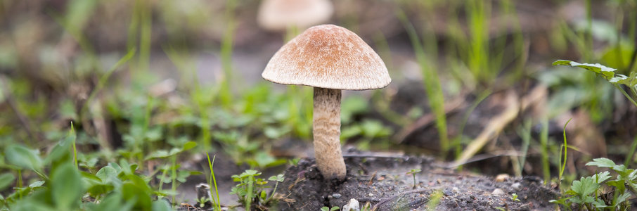 Грибной фестиваль на Куршской косе