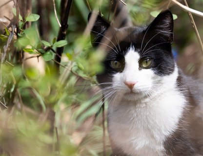 Благотворительный фестиваль в помощь бездомным животным