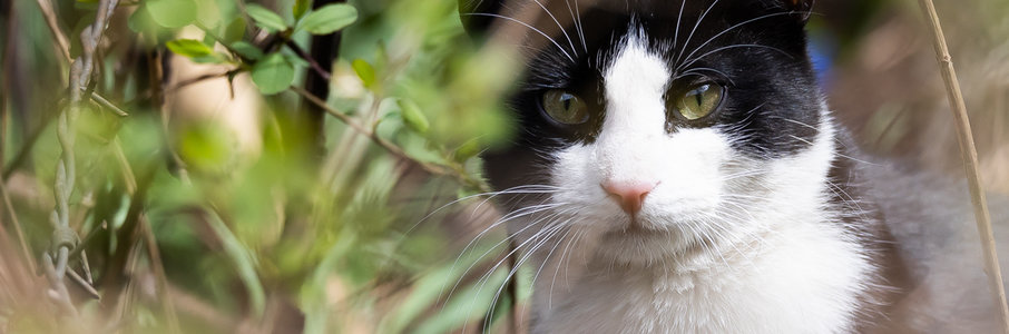 Благотворительный фестиваль в помощь бездомным животным