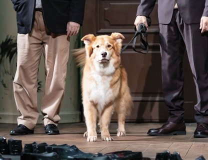 «Собачье сердце»