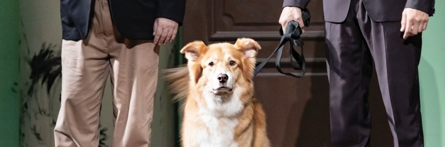 «Собачье сердце»