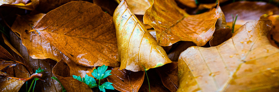 Литературная встреча «Осенний блюз»