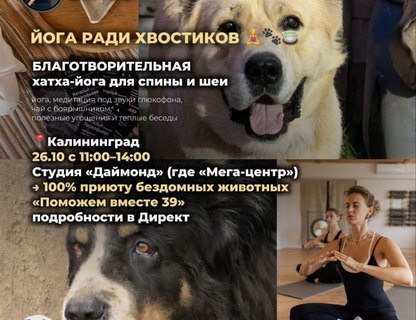 Благотворительная практика  «Йога ради хвостиков»