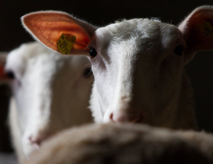 Осенний праздник на ферме «Козья горка»