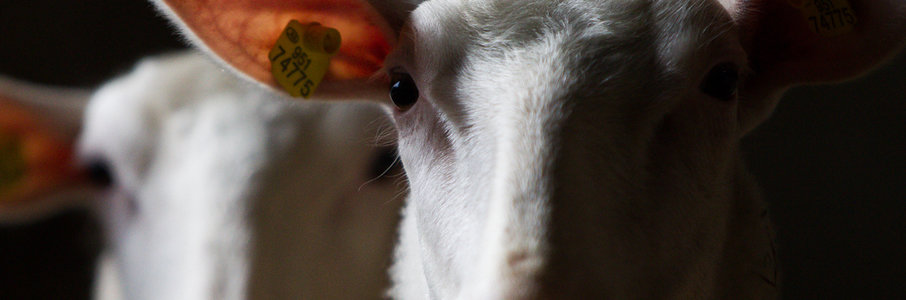 Осенний праздник на ферме «Козья горка»