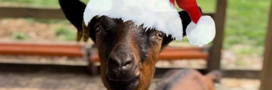 Зимний праздник на ферме «Козья горка»