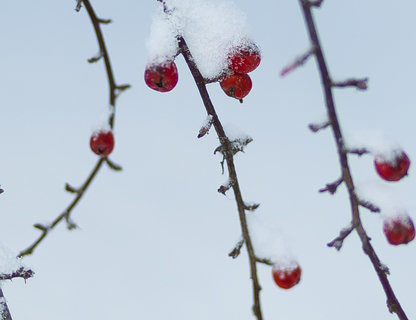 Новогодняя ярмарка на Виштынецкой возвышенности