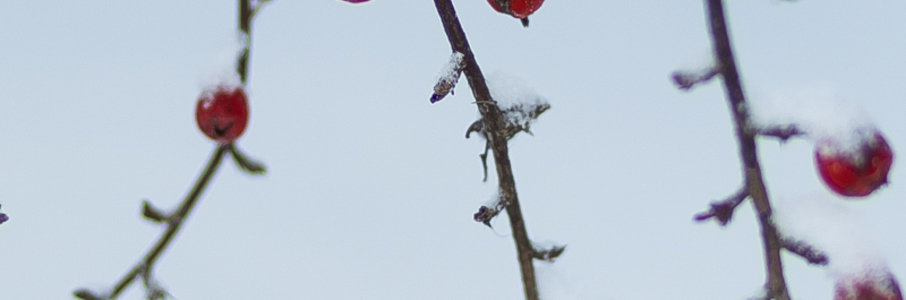 Новогодняя ярмарка на Виштынецкой возвышенности