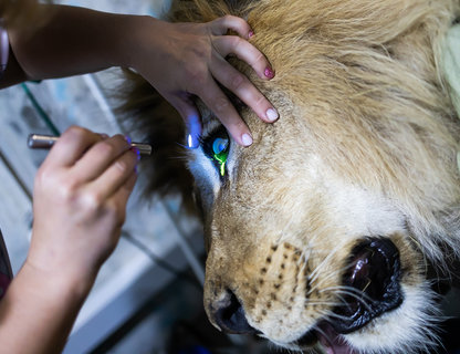 Ветеринарный экспресс: о чём молчат животные