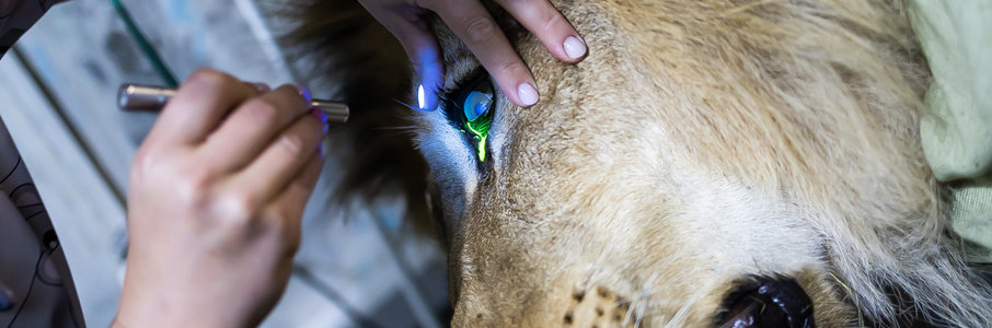 Ветеринарный экспресс: о чём молчат животные