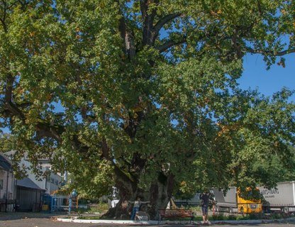 Фестиваль «Хоровод дружбы»