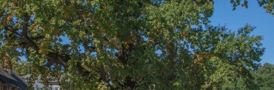 Фестиваль «Хоровод дружбы»