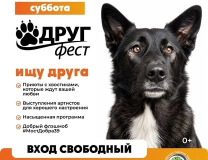 ДРУГФЕСТ