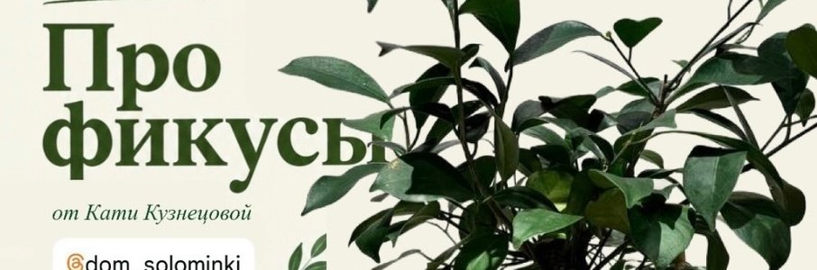 Лекция о фикусах и своп растений