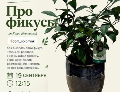 Лекция о фикусах и своп растений
