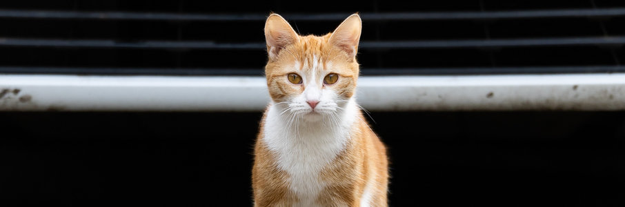 День рождения зеленоградского кота