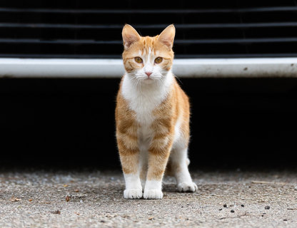 День рождения зеленоградского кота