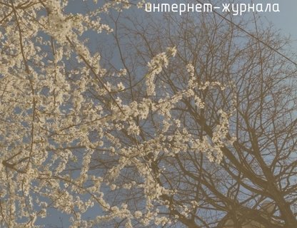 Презентация литературного журнала «АВАНДРАГ»